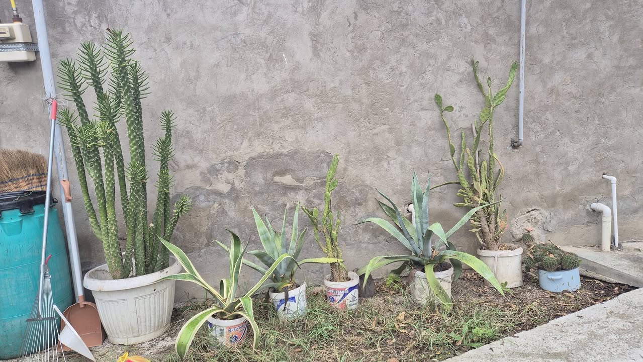 Cacti and aloes in pots, together