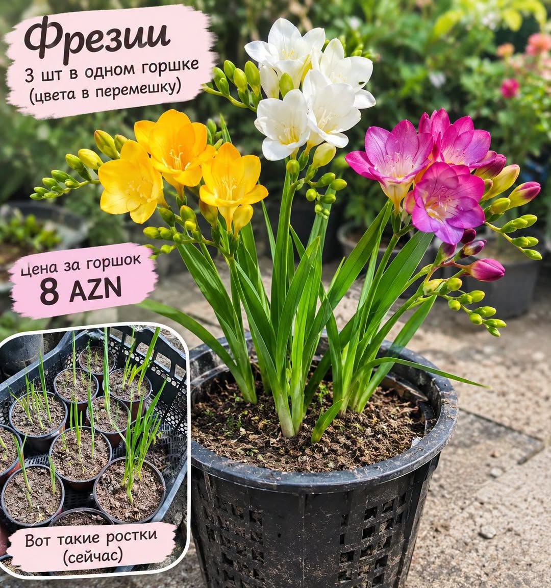 Ֆրեզիաներ, 3 հատ մեկ ծաղկամանում