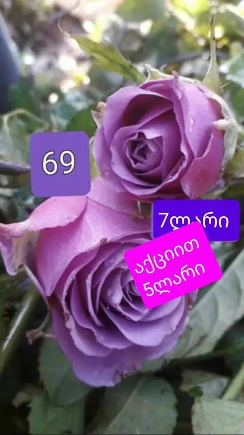 Գորի - 29 հոկտեմբեր պատվերի համար զանգահարեք — 5₾