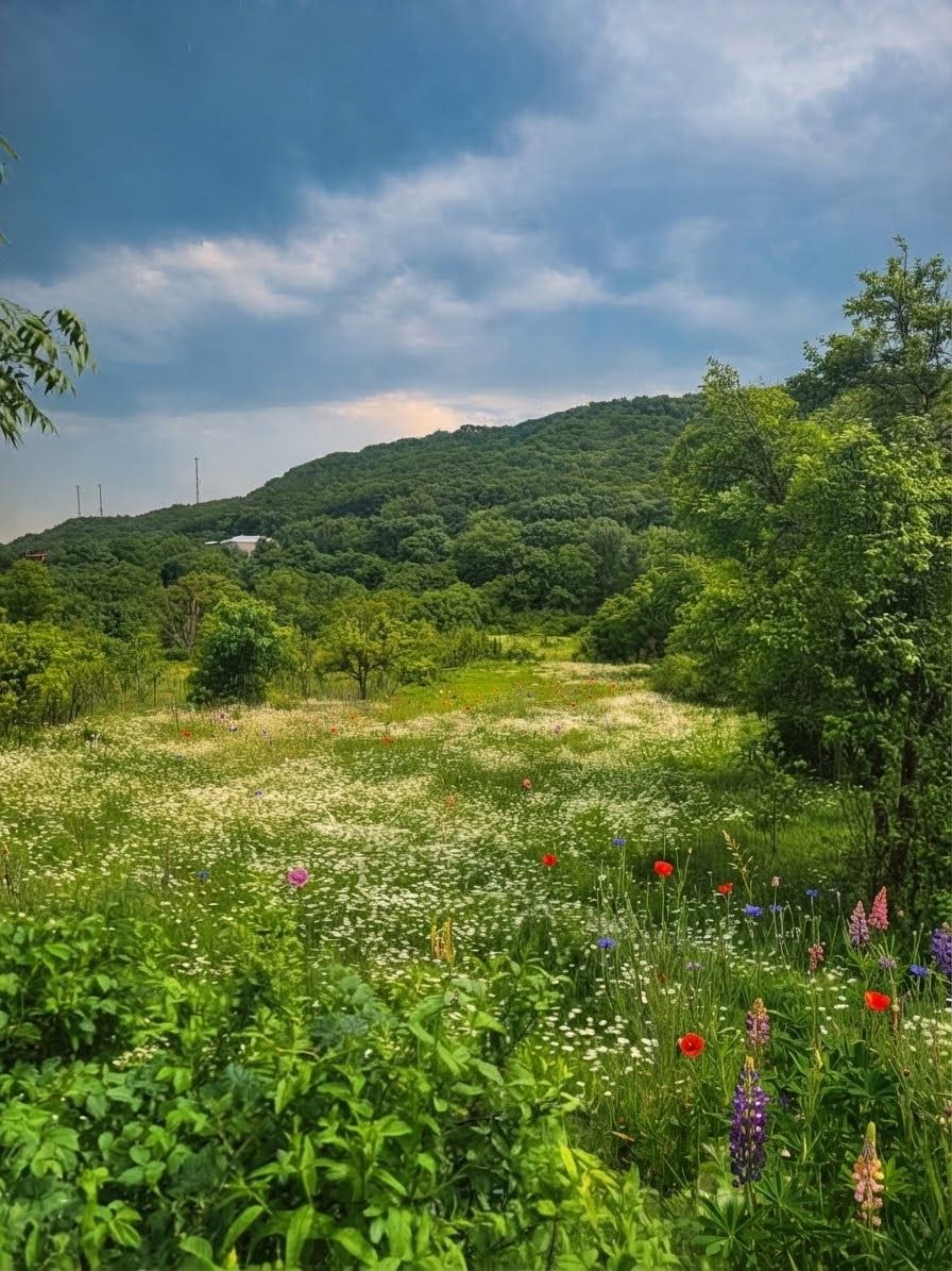 Ujarma top offer 1,000 sq.m