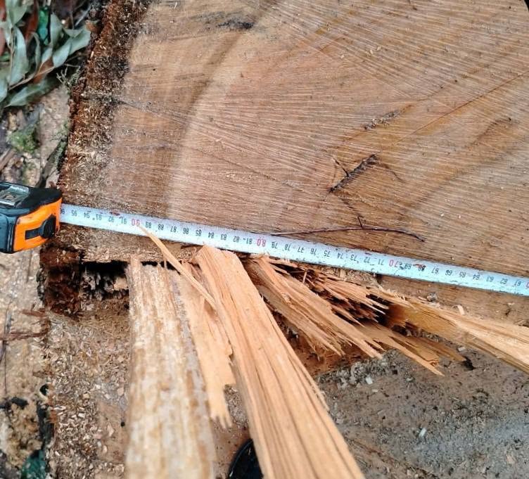 Eucalyptus logs are sold D=40-90 cm in diameter, length