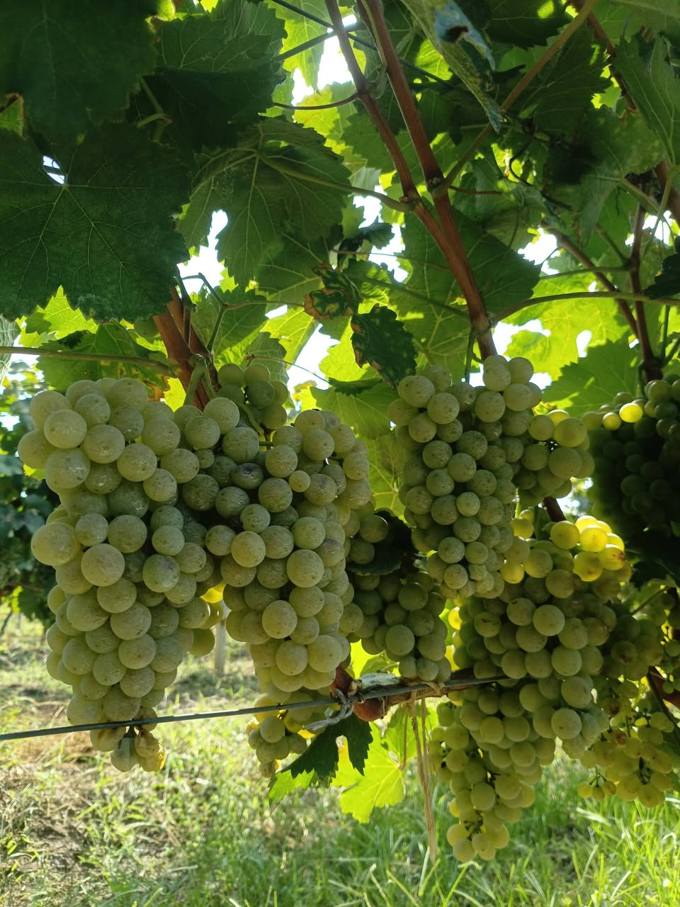 Manavis green zone for sale 25 tons