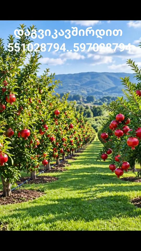 🌳🍎 В садоводстве саженцы фруктовых деревьев — 15₾