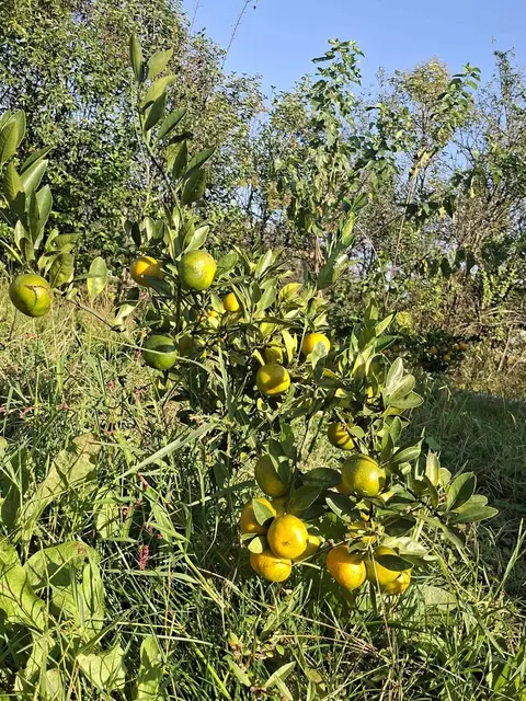 For sale are high and low grade seedlings: lemon, mandarin, kinikan (kumquat)