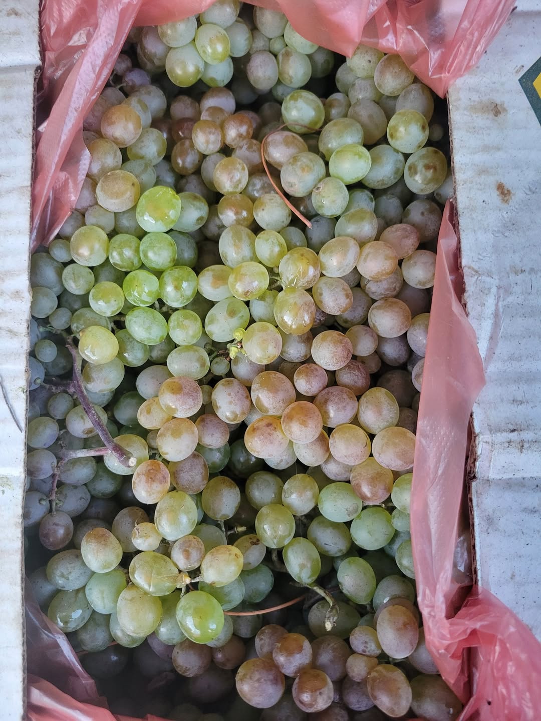 Satılır qırmızı şəkər 22 kənd Manavi - 1.8₾