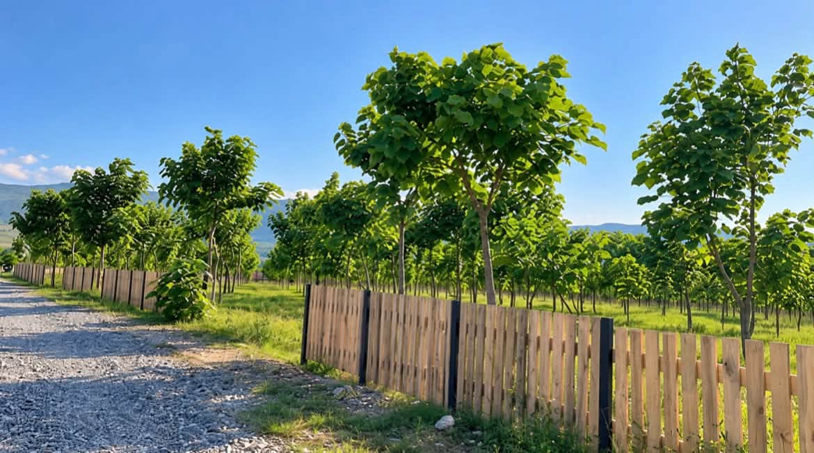 🌿 Pavloniya ormanında arsalar satılıyor! 🌳 — 25$