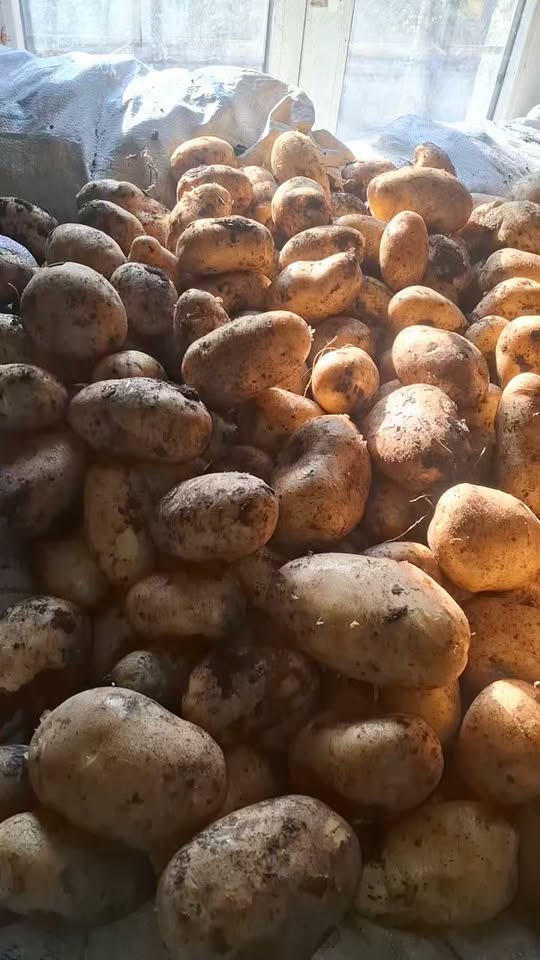 Satılık süper patates Arizona 5 ton