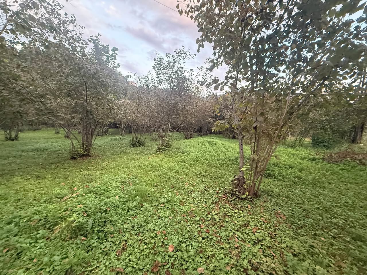 Torpaq sahəsi, Batumi — $95