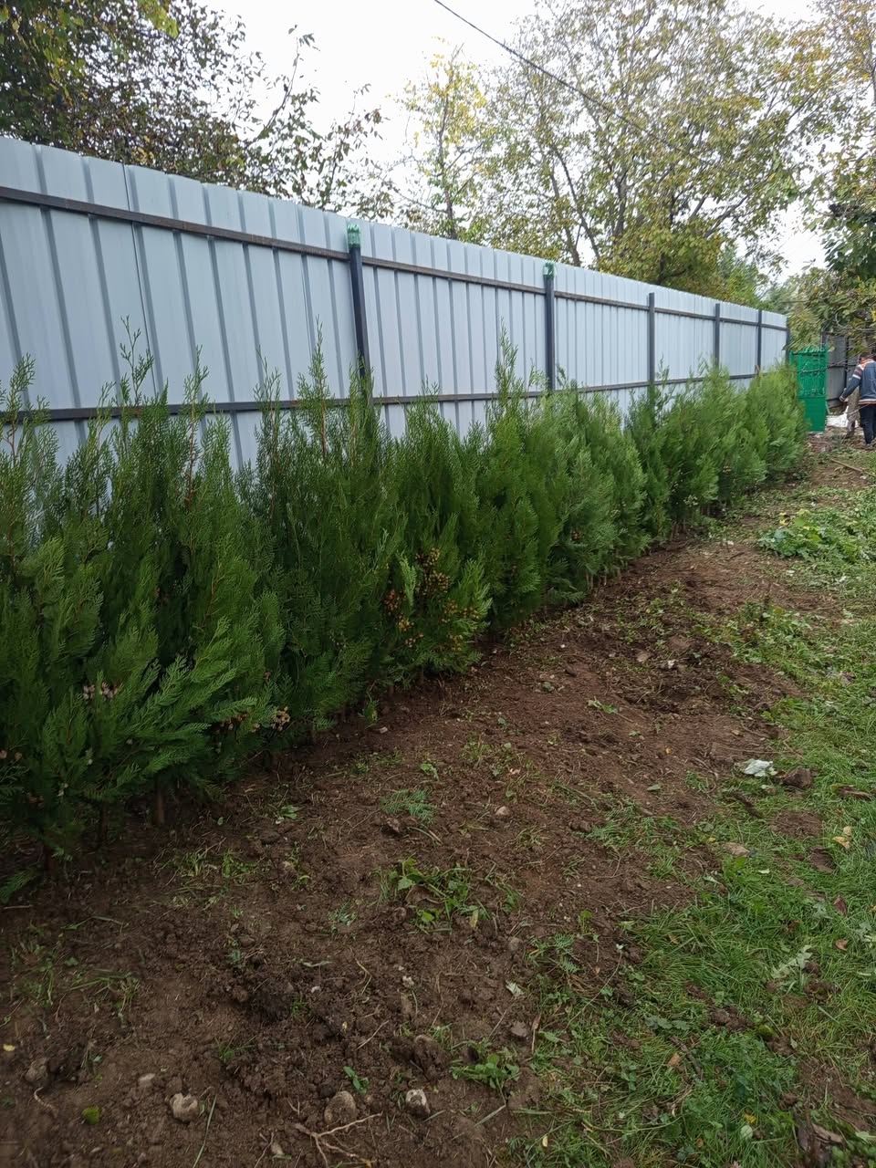 Thuja is the best live fence