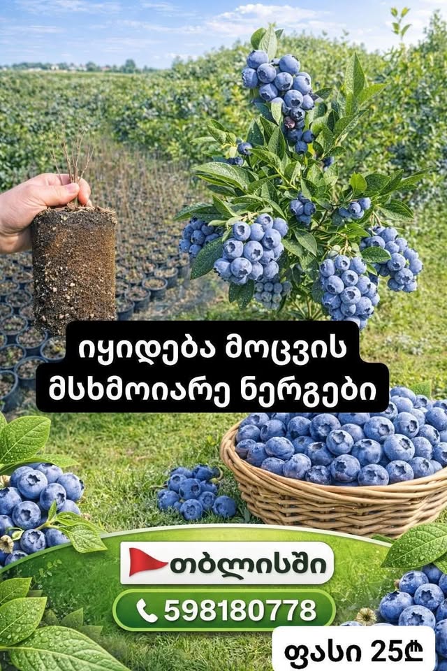 Mavi mövcud olan 2 illik məhsul 25₾-ə satılır