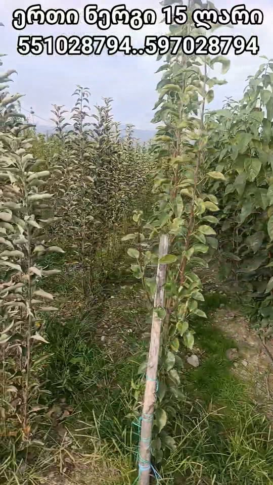 🌳 Varxetilis bağçasında hamı 15₾-ə satılır