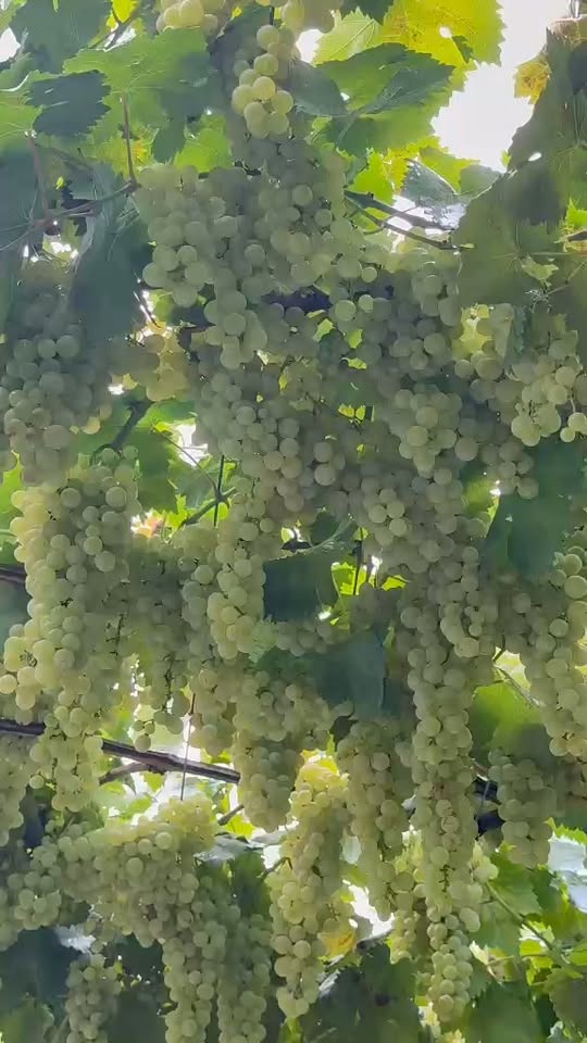 Satılır qorulu və çinli Qori rayonu - 2.2₾