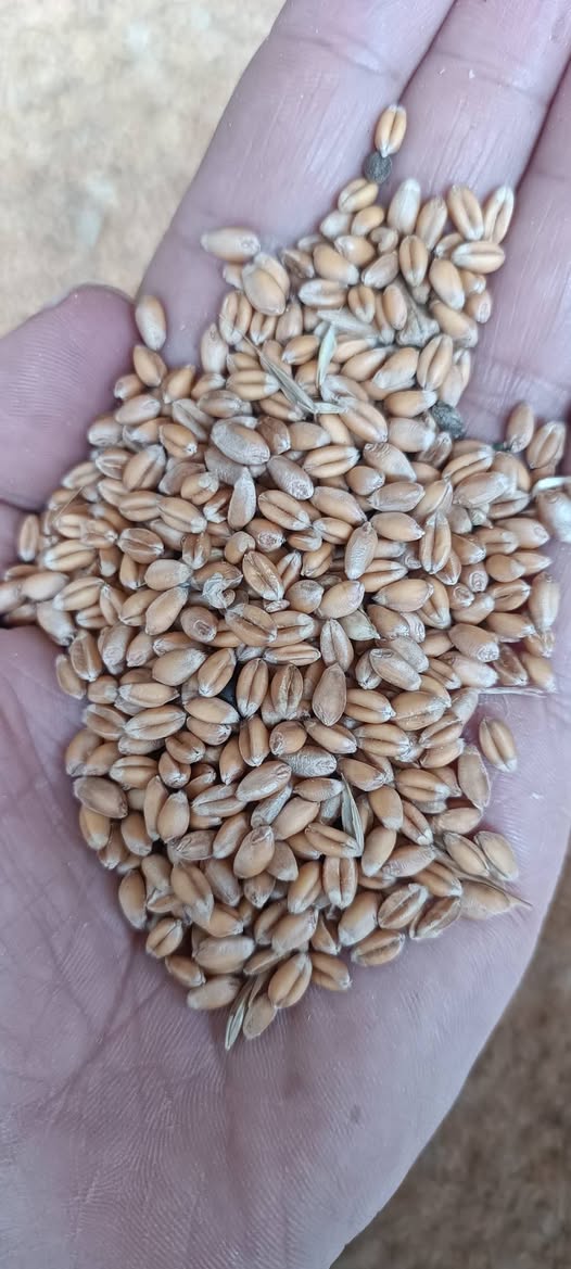 Igdebas wheat phone number