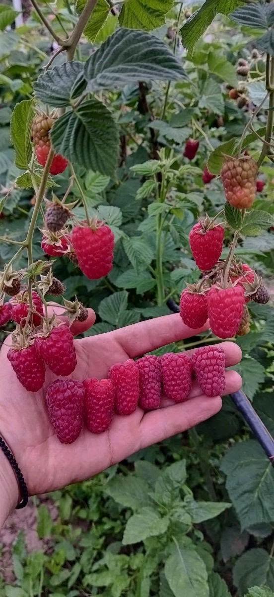 Dear customers, the planting season has started, we offer - 5₾