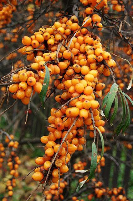 Hello to those who were waiting for quince seedlings, write to us — 15₾