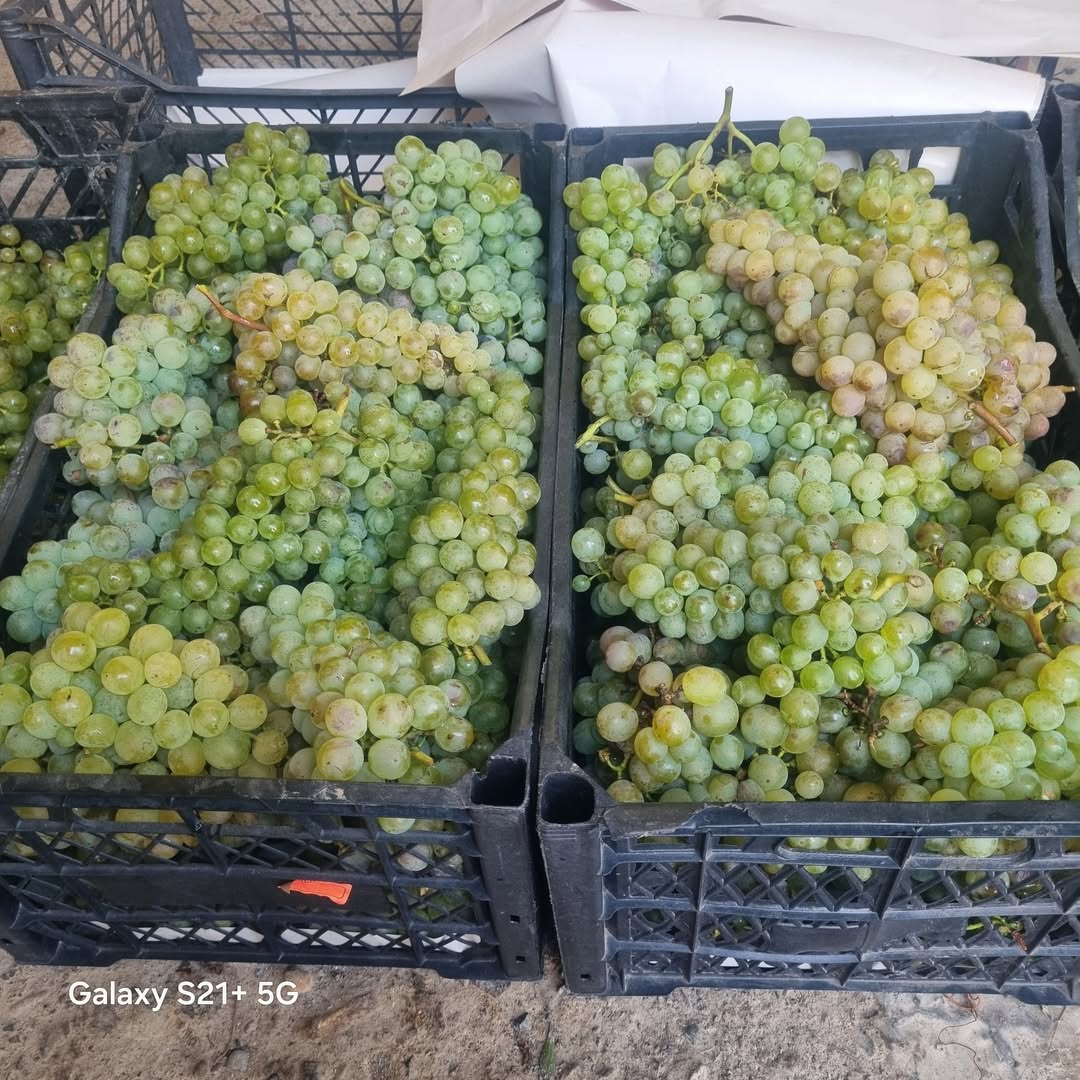Իյիդեբա գորուլի մվանե դա չինուրի սոֆել