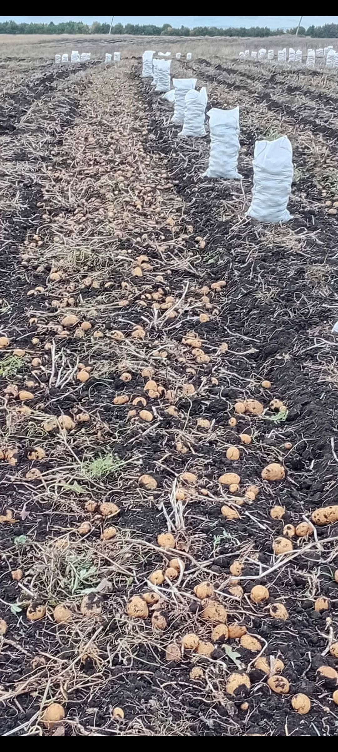 Grubun üyilerine merhaba ❤️❤️ Ahalkalaki sarı güvercin geliyor — 1₾