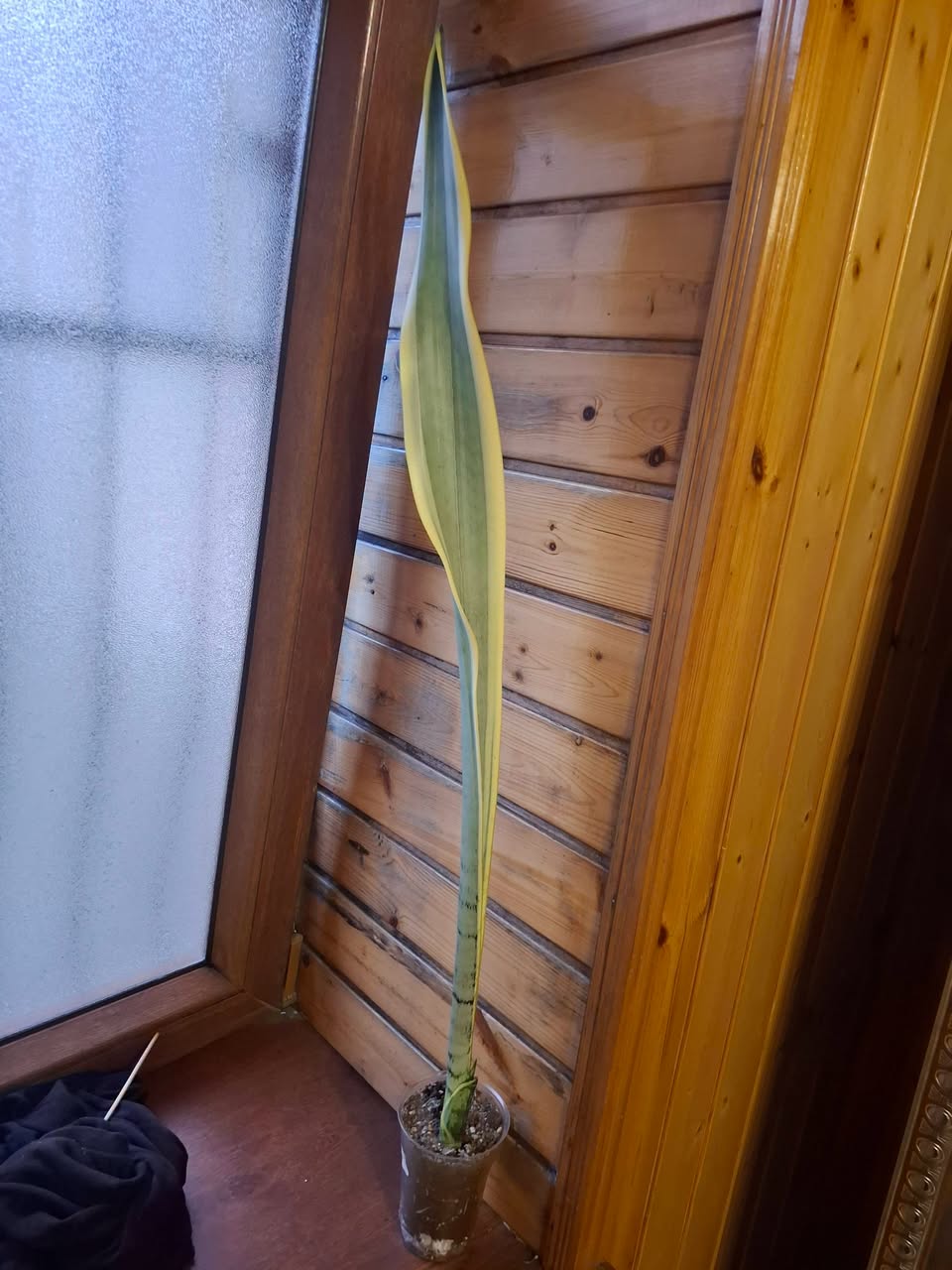 Sansevieria bitkisi satılır