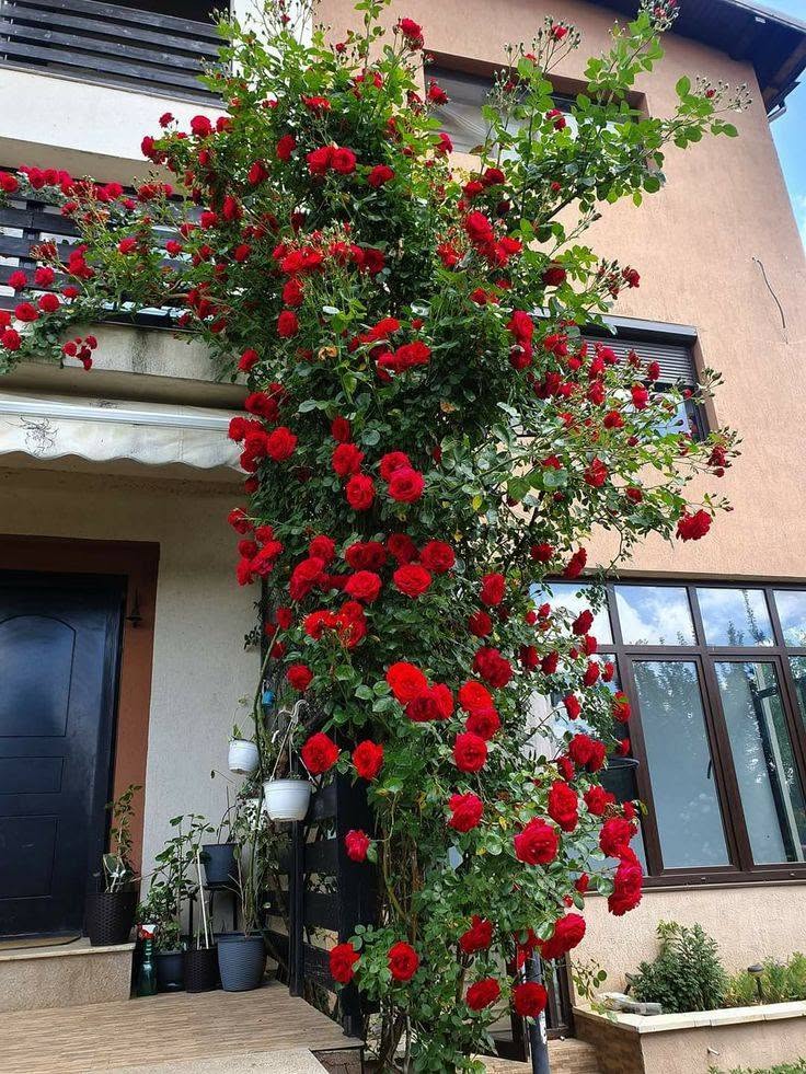 Qrandesa сармашик золотой розы 🌹 Ароматный — 10₼