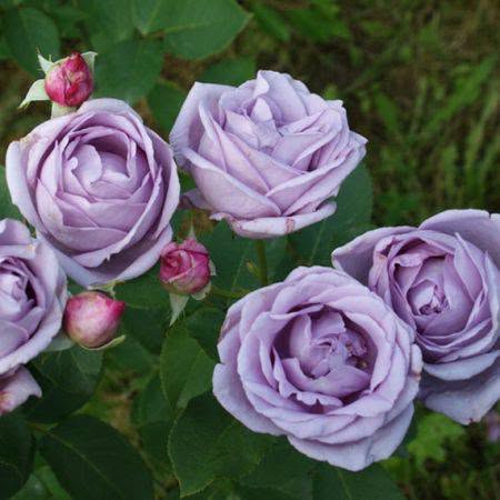 The most beautiful and lovely bouquet of roses — 30₾