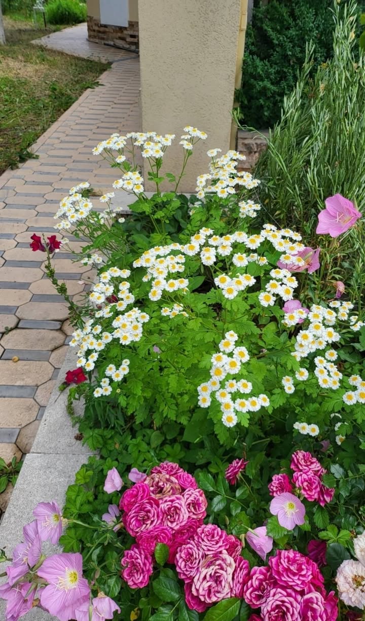 Perennial flowers for sale