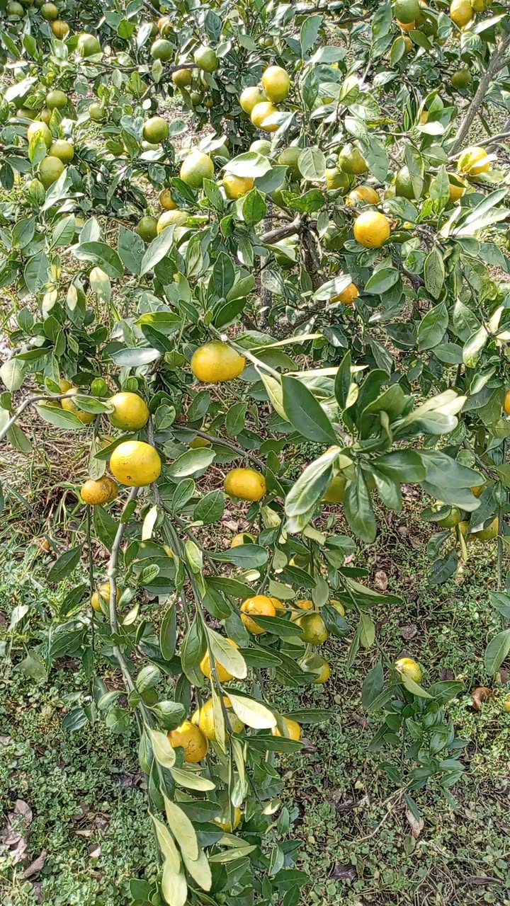 Fidanlar satılır 🌱 Fidanlar satılır! 🌱