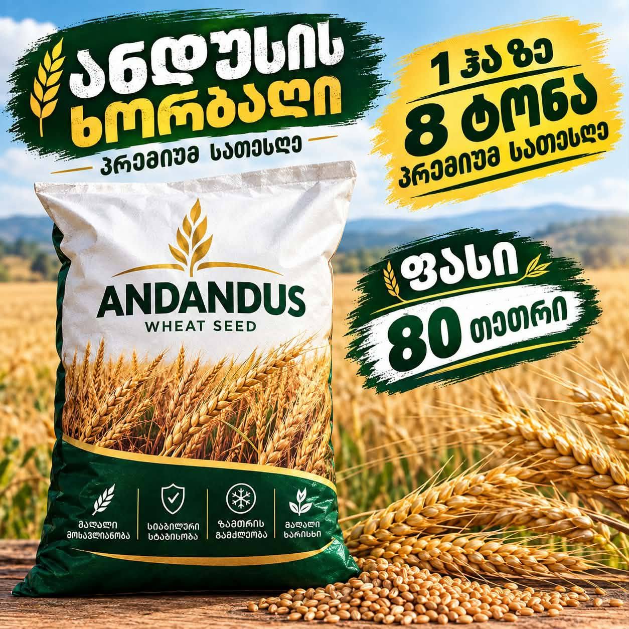 ‼️‼️‼️‼️ Tohum buğdayı "Amandusi" kilogramı 80 - 0.8₾