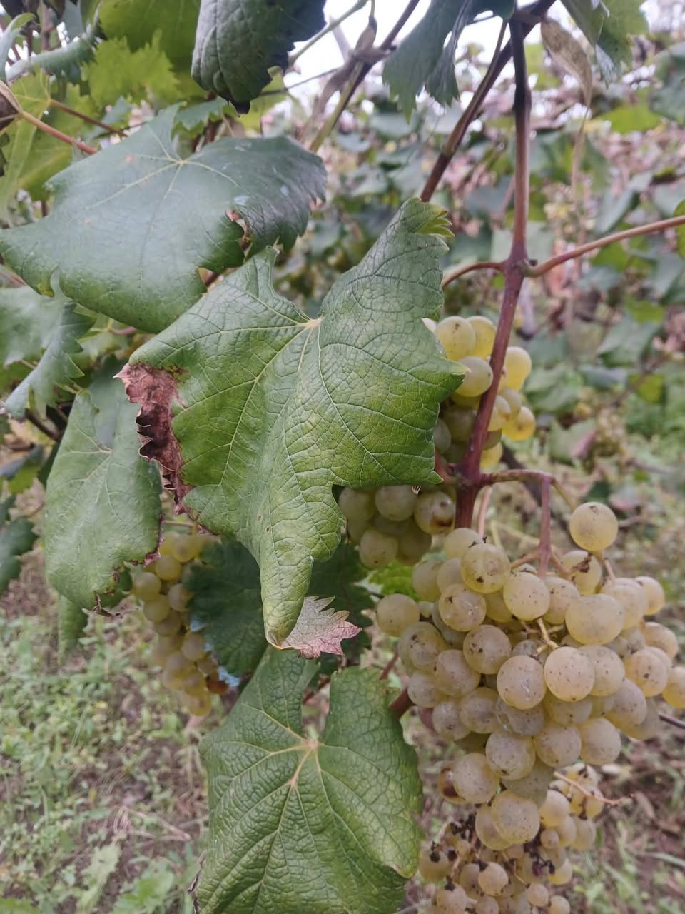 Վաճառվում է Ցիցխա-Ցոլիկո։ Շաքարի ցուցանիշ - 21 (որոշ