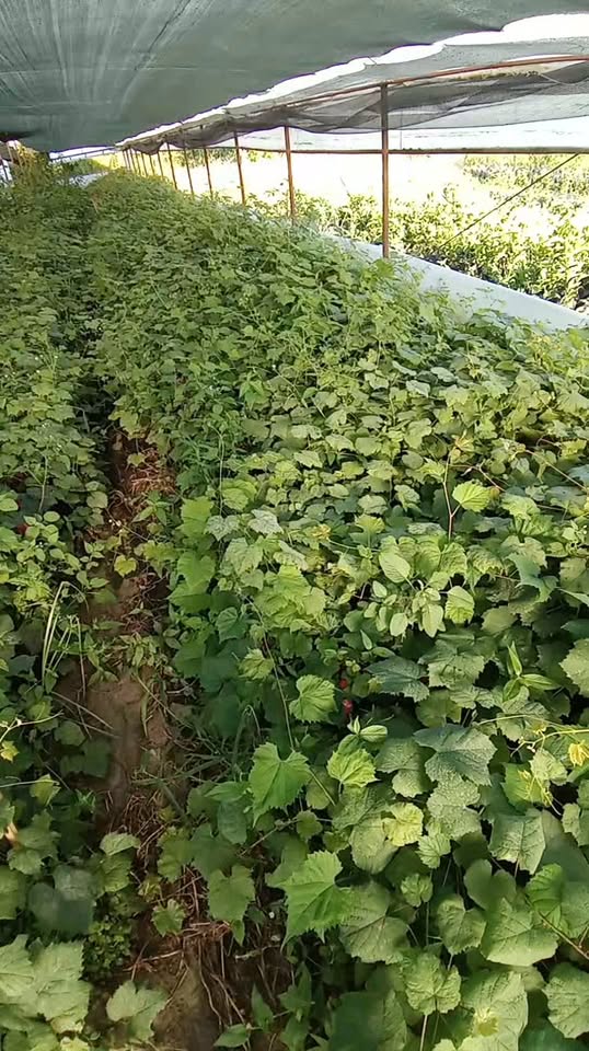 Qoz fideлəri: 5 oktyabrdan, sortlar: Sakmiela, Tsolikauri, Chkhaveri, Ağ K…
