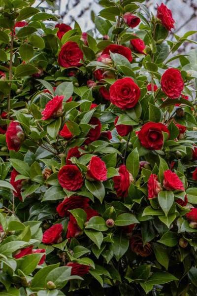 Rose bushes tree flowers. Evergreen