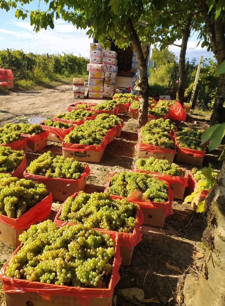Pazartesi günleri en iyi kalite yüksek şekerli alınır. 23+ — 1.3₾