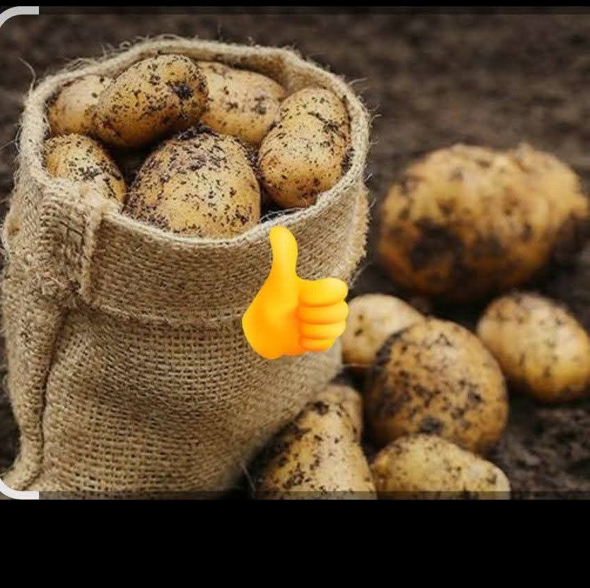 There is work for potato harvesting. Interested persons call. Transport is provided.