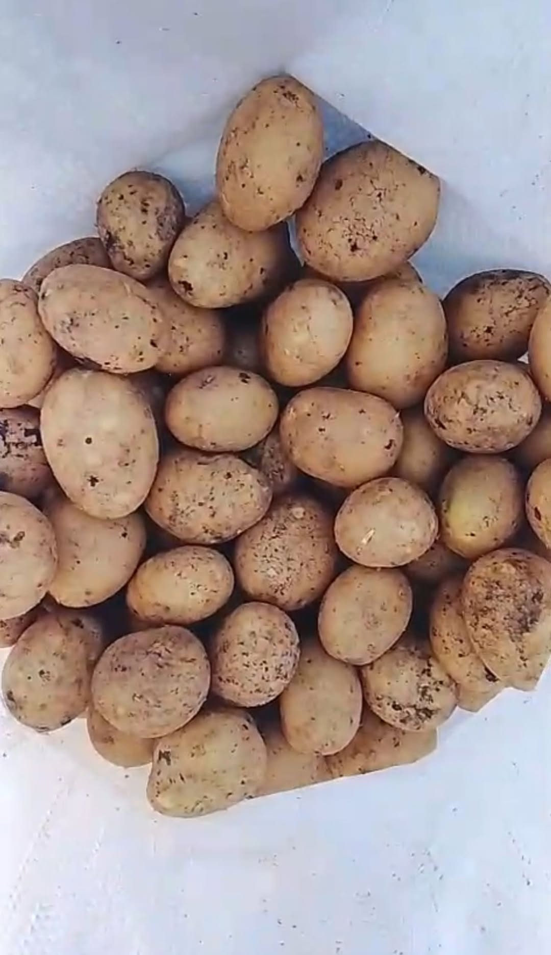 Arizona Semeni, Ahalkalak'ta
