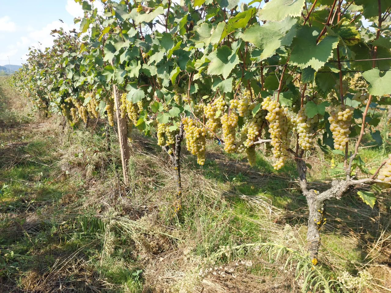 For sale red grapes in bunches with sugar content 22. Quantity 15 tons