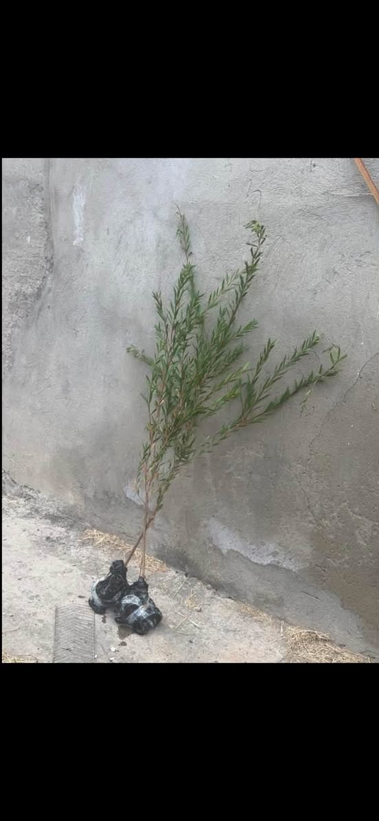 Kalistemonun kökləri həmişəyaşıl
