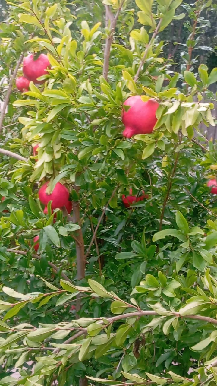 Satılır brosçulun əkiləcək güşələri qiyməti 8 lari, yaxşı növü
