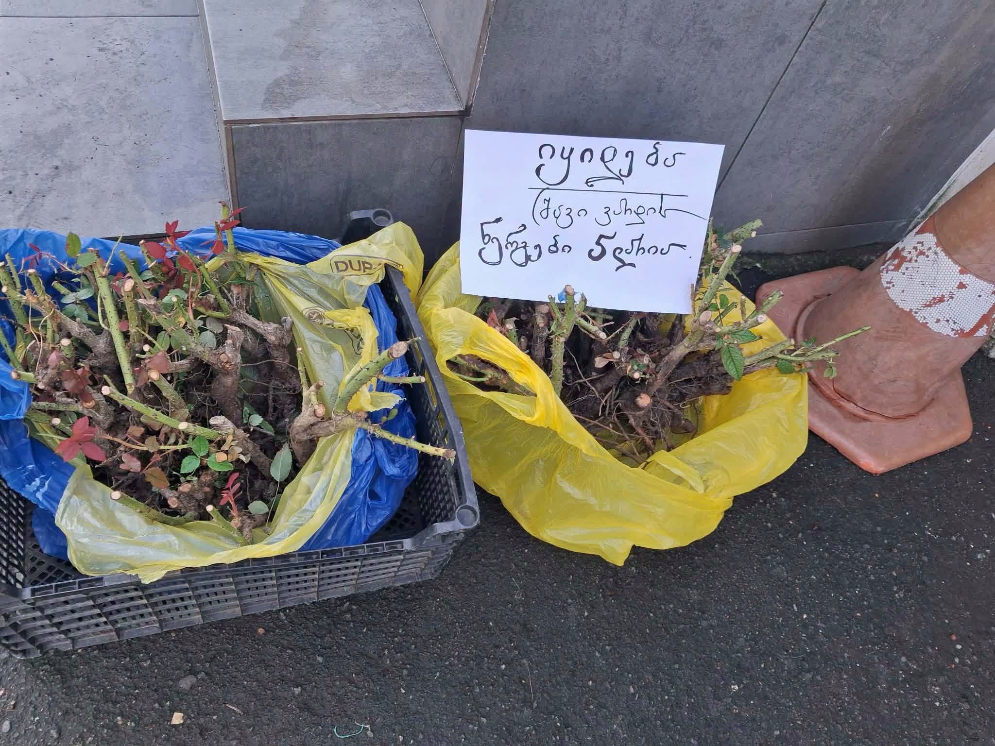 Qara gül kəlləmləri satılır - Riko yanındakı 5₾