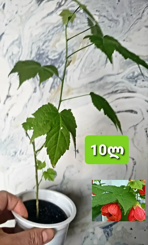 Abutilon, gənc kəlp