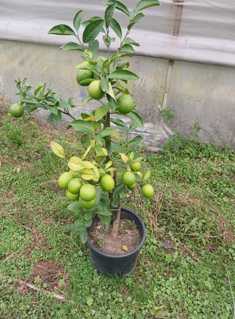 Fruiting citrus saplings in pots, 3-5 years
