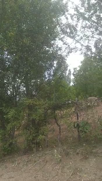 16 sot torpaq sahəsi, Lahıc