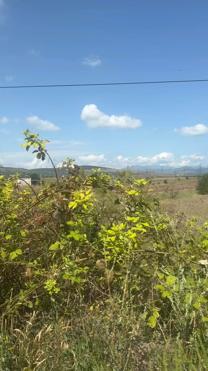 მიწა