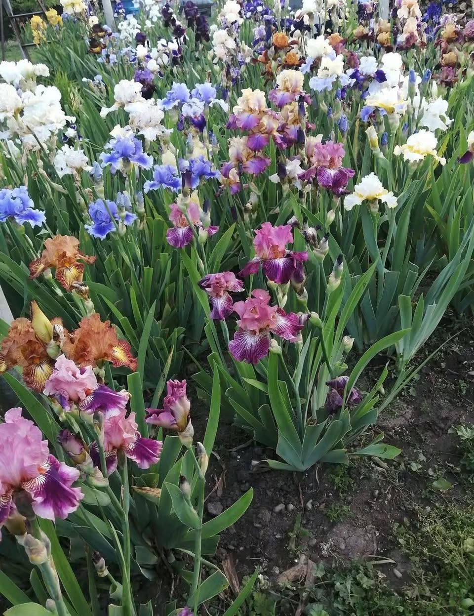 Saffron bulbs are sold from 5 to 30 lari.