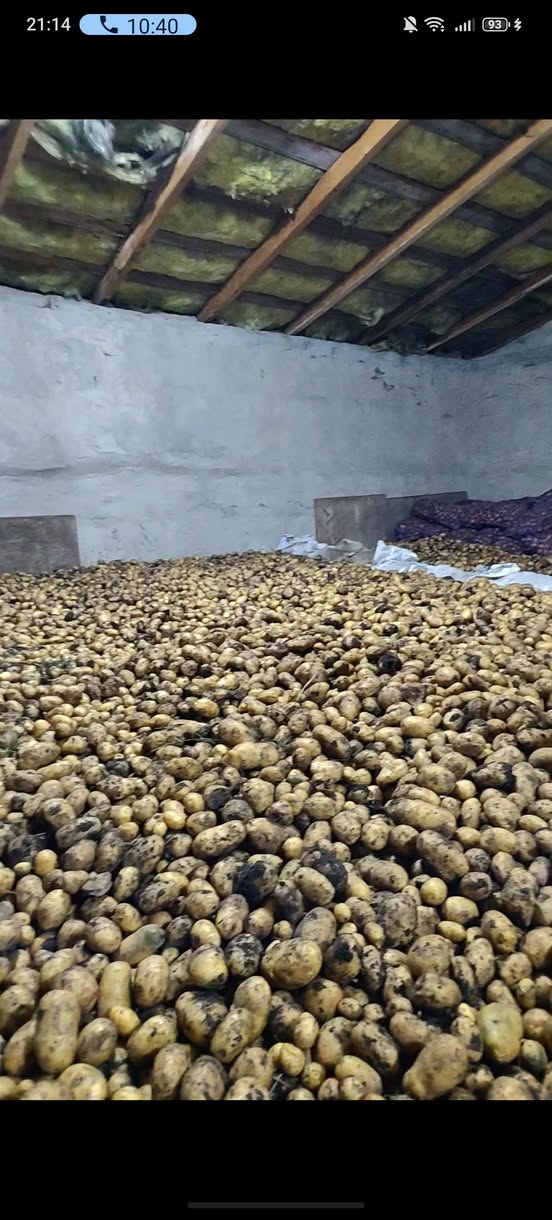 Sarımsı, çok lezzetli patates 🥔 satılır - 1₾