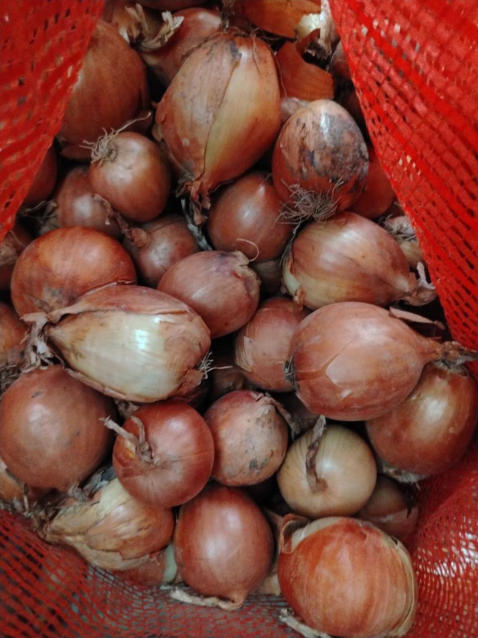 🥔 Քարելիի դեղին կարտոֆիլ 🧅 Քարելիի