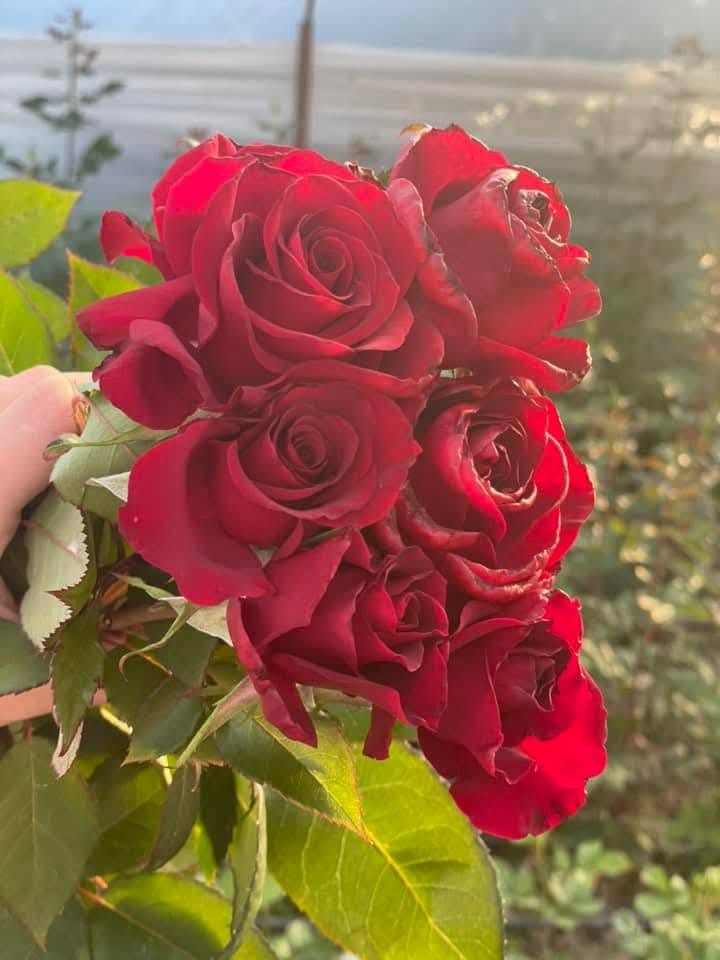 ✅️Fotoğrafta bizim muhteşem güllerimiz var!!, 🥰 ✅️ Satılık