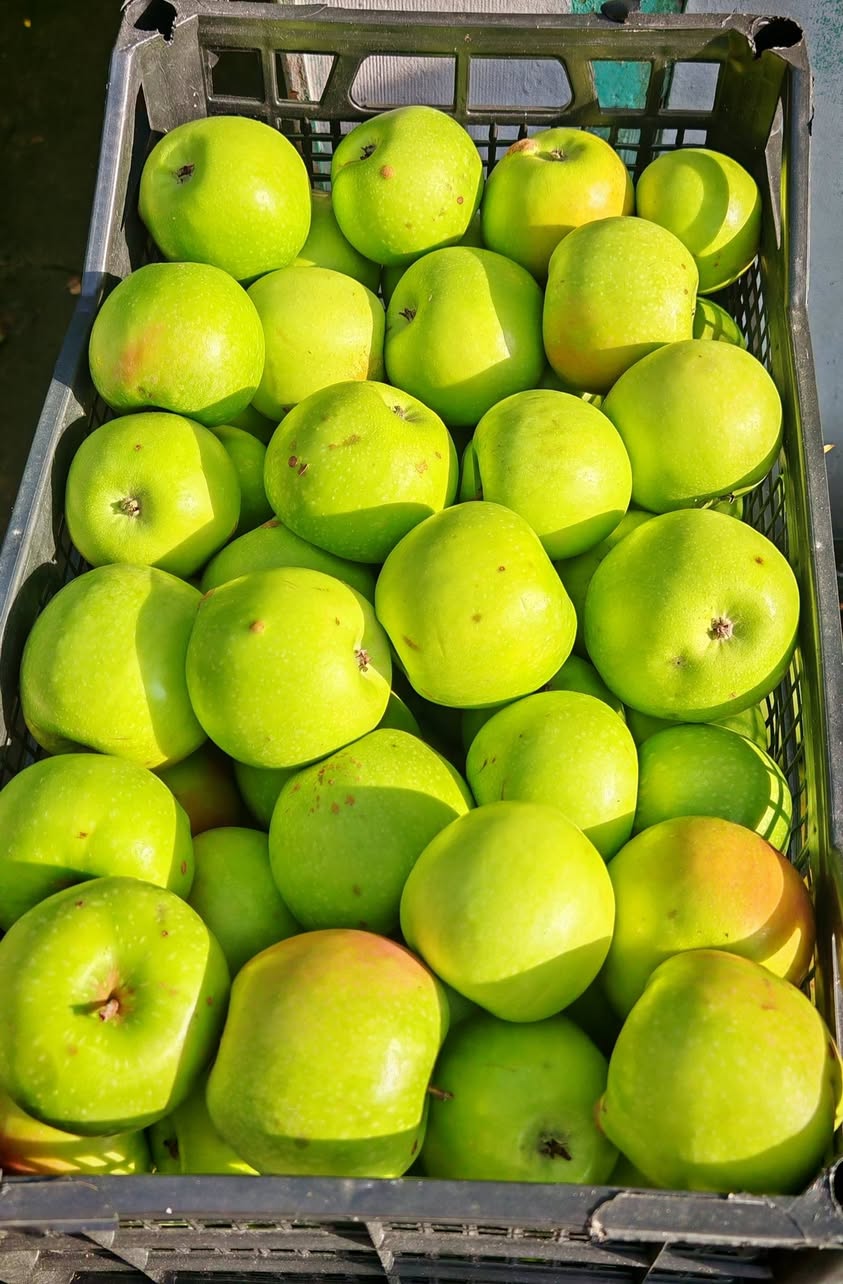 Alma satılır. Yaşıl, qolden, ivériya, qala, — 10₾