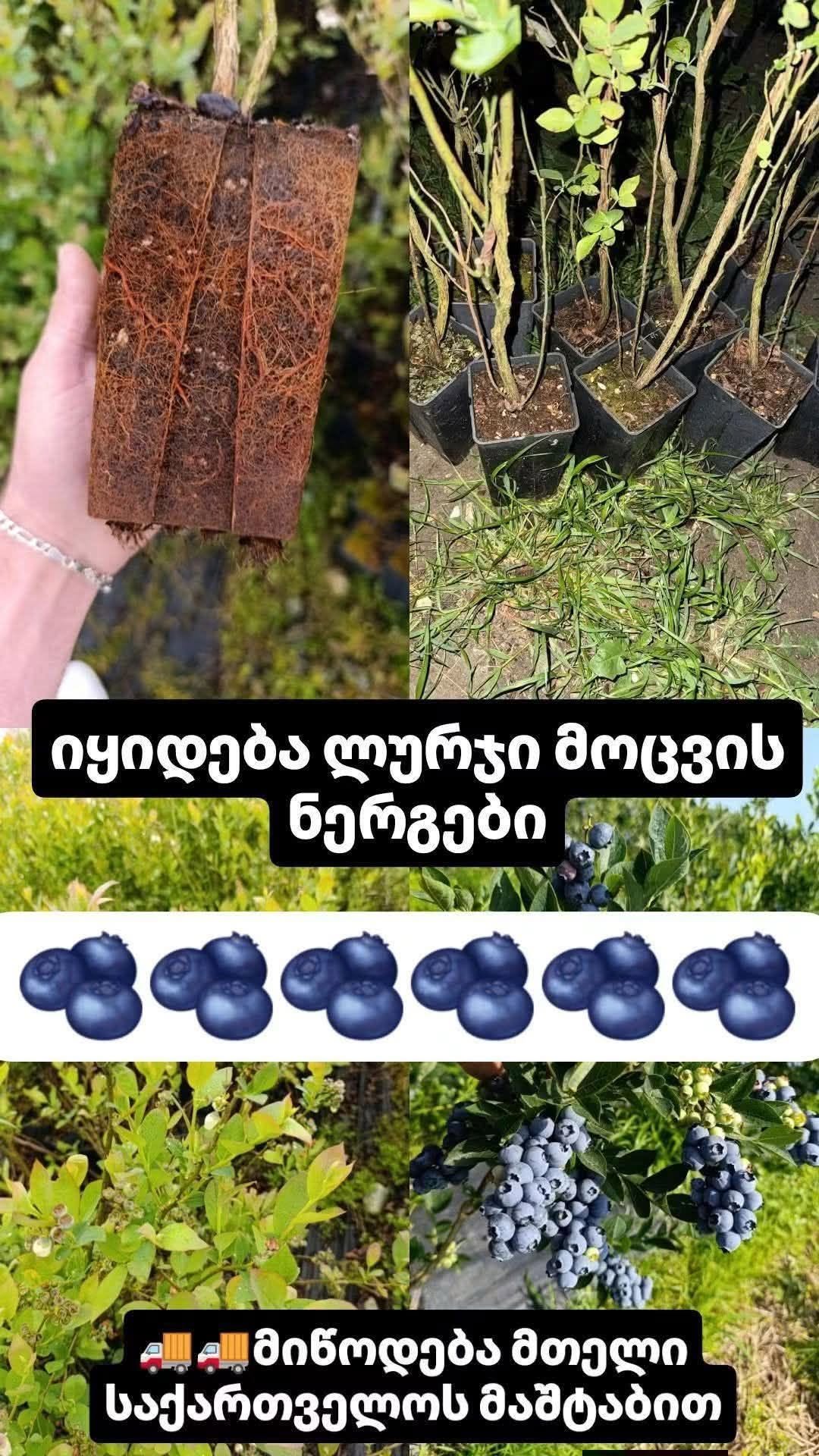 Satılır mavi möcüyün 2 illik kələmləri
