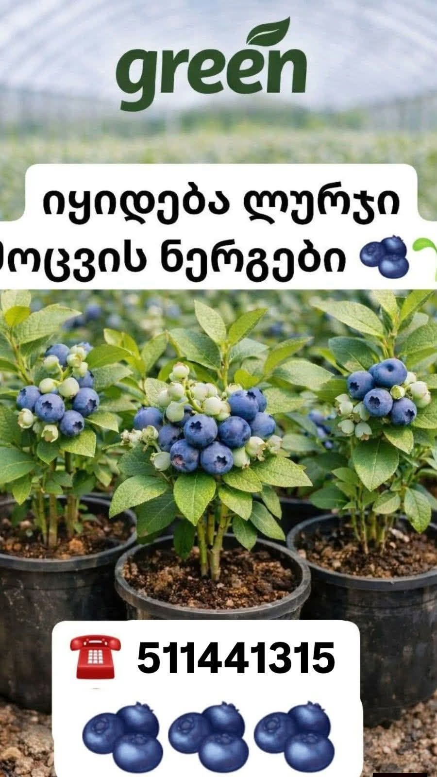Blueberry seedlings are for sale
