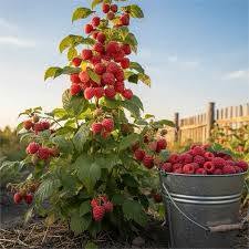 🌱Վաճառվում է Տարուս ծառ, պտուղ է տալիս — 15₾
