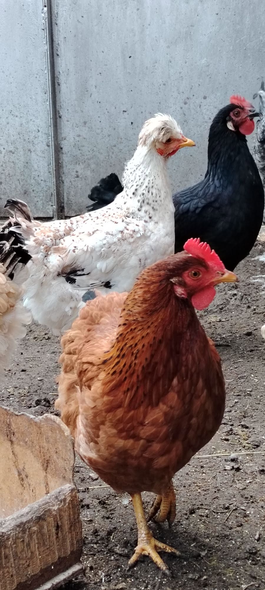 Yumurtlayan toyuqlar, 50 lari
